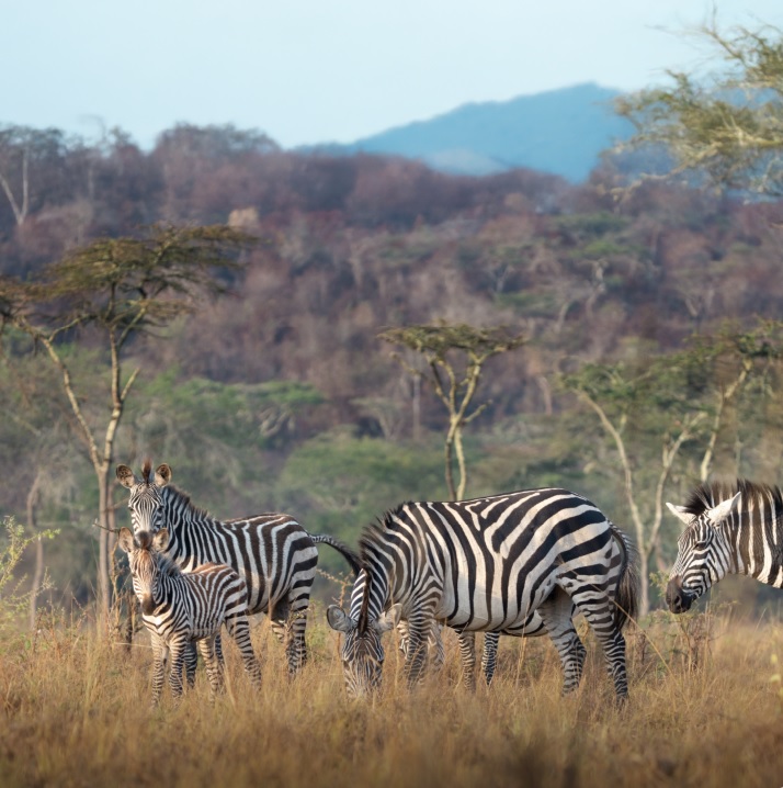 AACO | flynas launches direct flights between Jeddah & Entebbe
